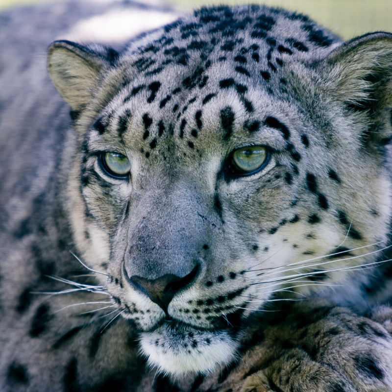 Neotas use OSINT for good to help EIA stop killings of endangered Asian leopard